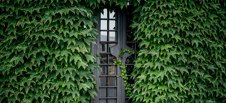 Garden Gate Repair in Danville, CA
